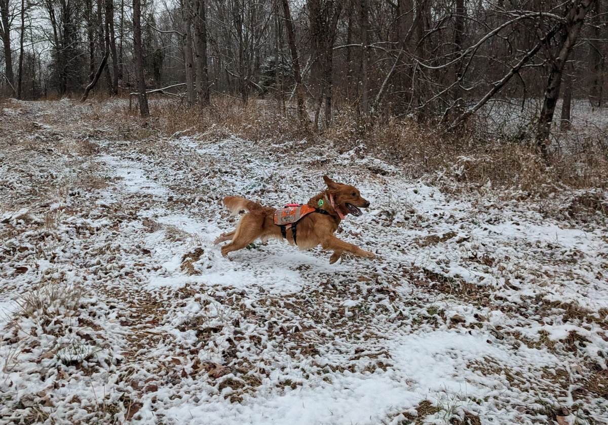Search dog running through the snow