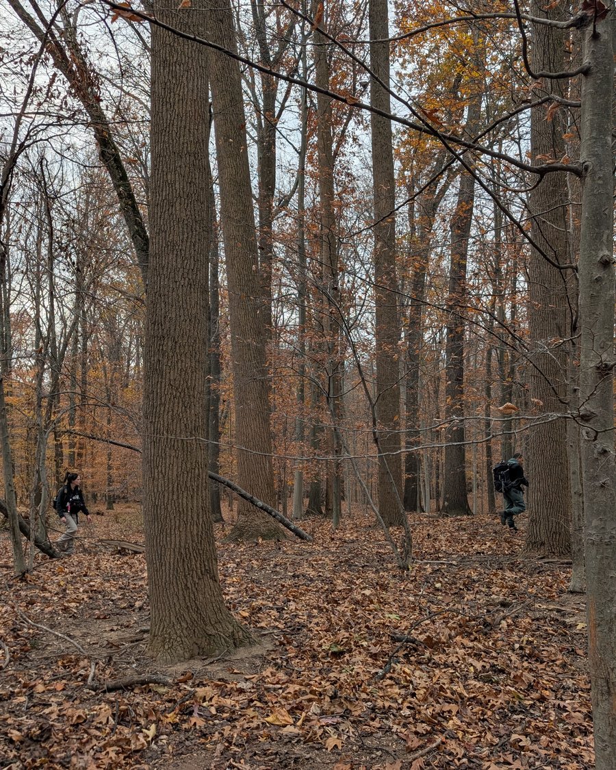SAR team walking a search line through autumn woods