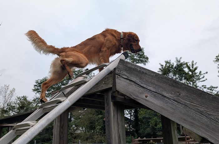 Search dog navigating an agility beam during training
